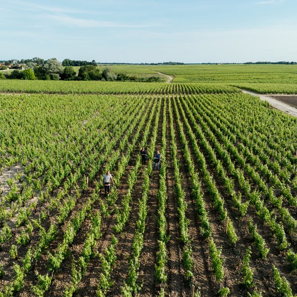 Vin de Pauillac : appellation prestigieuse du Médoc et grands vins
