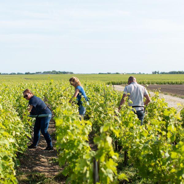 la rose pourpre un vin de Pauillac produit en très petite quantité. La Rose Pauillac