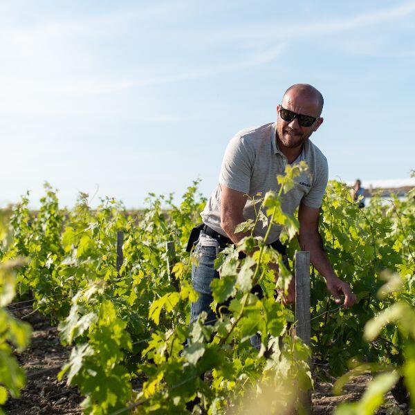 la rose pauillac viticulteurs la cave coopérative de Pauillac, la rose pauillac produit du vin rouge de Pauillac depuis 1933. Leurs parcelles de vigne sont au milieu de celles des grands crus classés en 1855, comme Château Latour, Château Mouton Rothschild, Château Lafite ou encore château Lynch Bages.